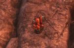 Wild Hearts: Where to find Gloaming Ore