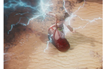 Divinity: Original Sin - Beta Announcement Trailer