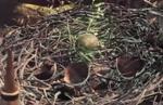 Monster Hunter World Herbivore Egg & Wyvern Egg Quests: where to find monster eggs and what to do with them