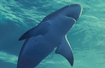 Maneater is an Action-RPG Where You're a Shark