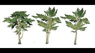 Book-of-Travels_Trees.jpg