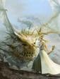 Project Prelude Rune boxart