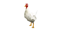 DIA_SwitchPR_Alpha_CuccoPet_TF_005_(1).png