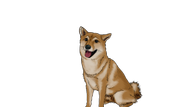 Sands-of-Salazar_dog.png
